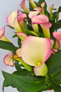 BB Plant B.V. BB Plant B.V.